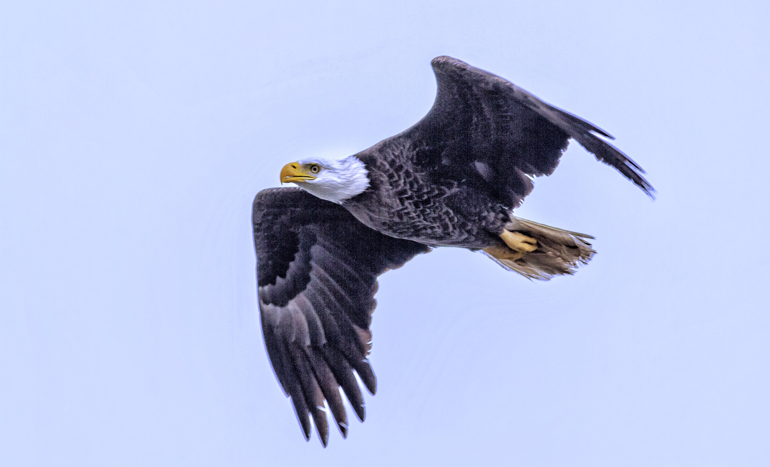 Bald eagle in flight