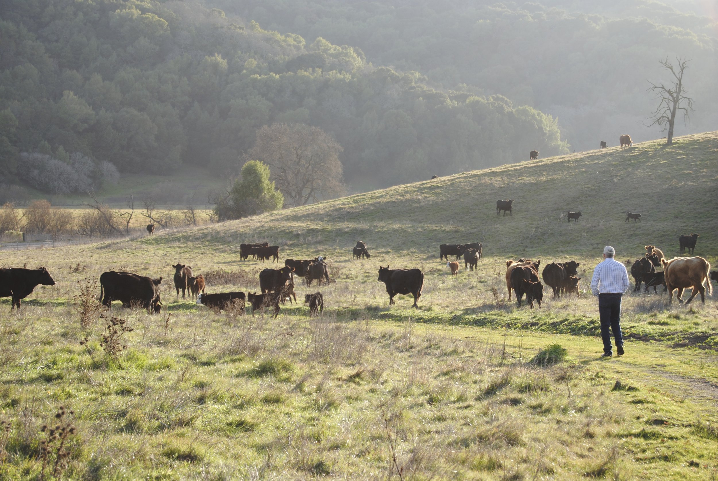 Cattle grazing on a green hillside with a rancher walking among them