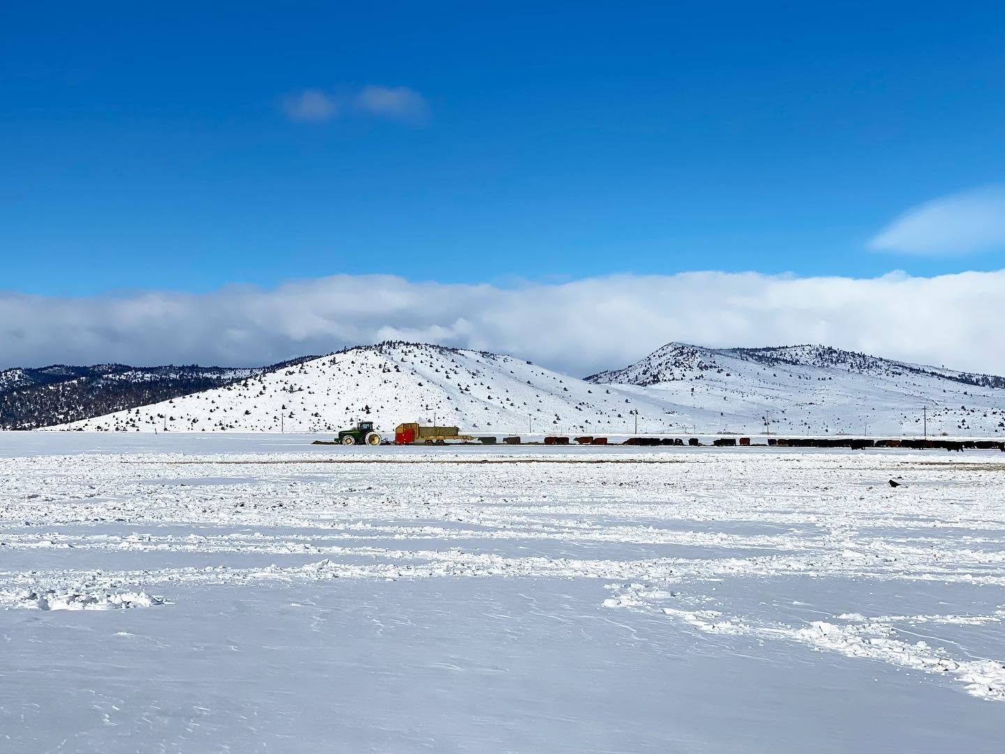 A tractor pulling a feed trailer to cattle in a snow-covered pasture with mountains in the background